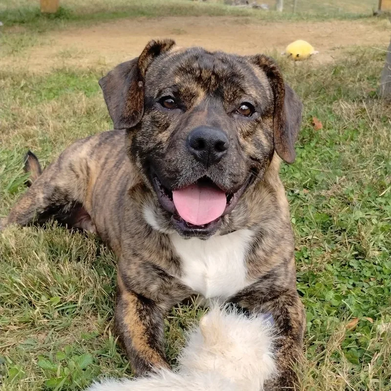 Flounder thumbnail 5