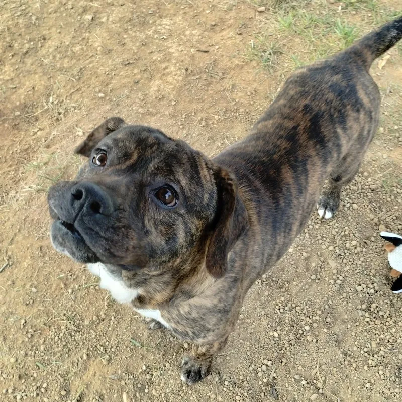 Flounder thumbnail 6