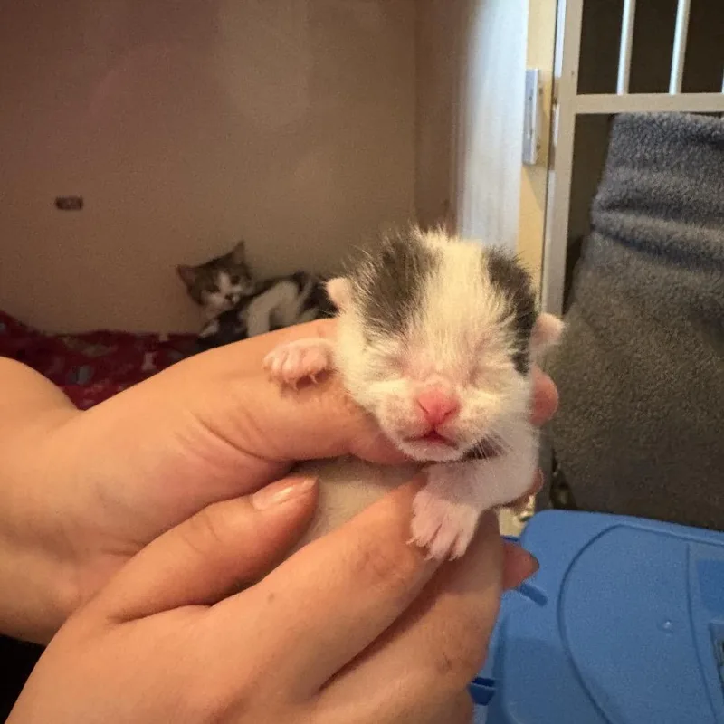 A baby small-sized male White Domestic Short Hair cat named David for adoption in San Antonio, TX