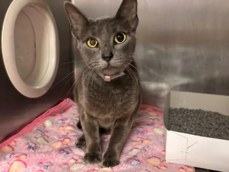 A young large-sized female Domestic Short Hair cat named Luna for adoption in Houston, TX