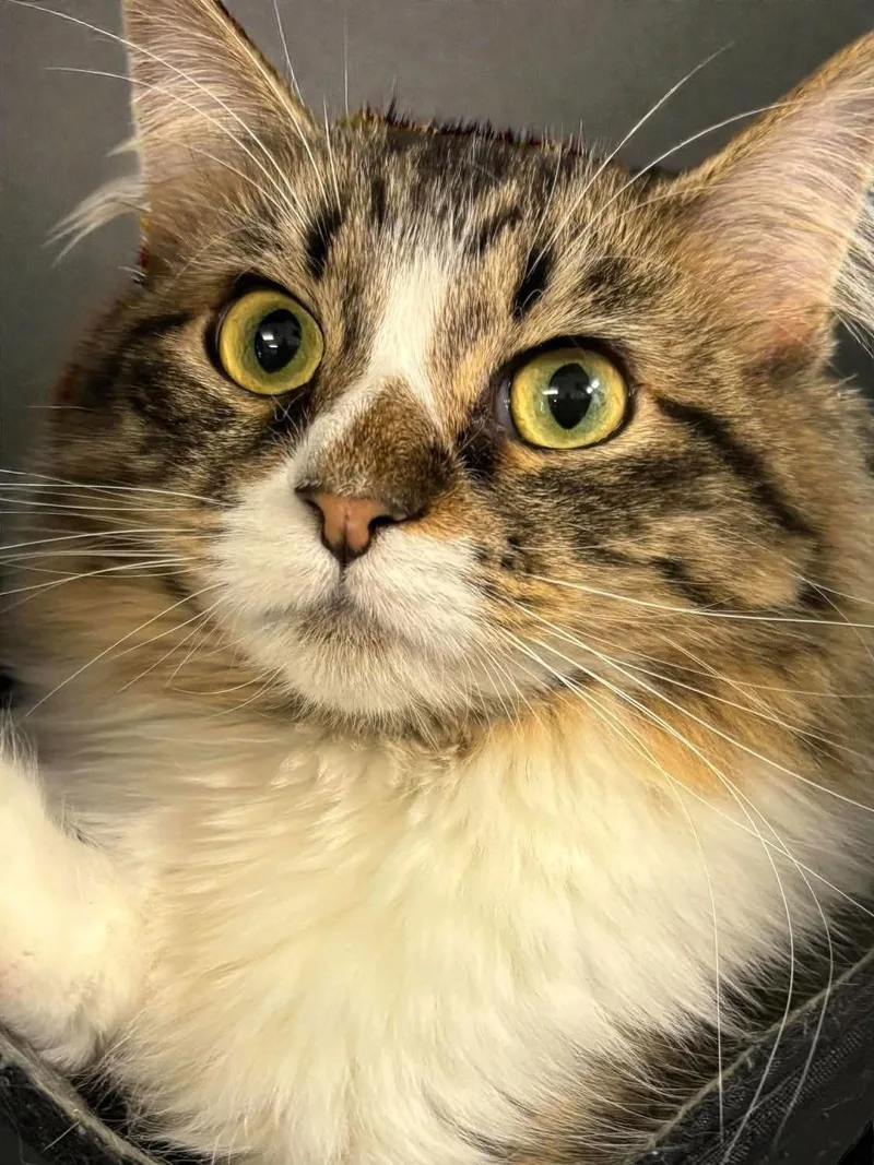 Hyacinth thumbnail 2