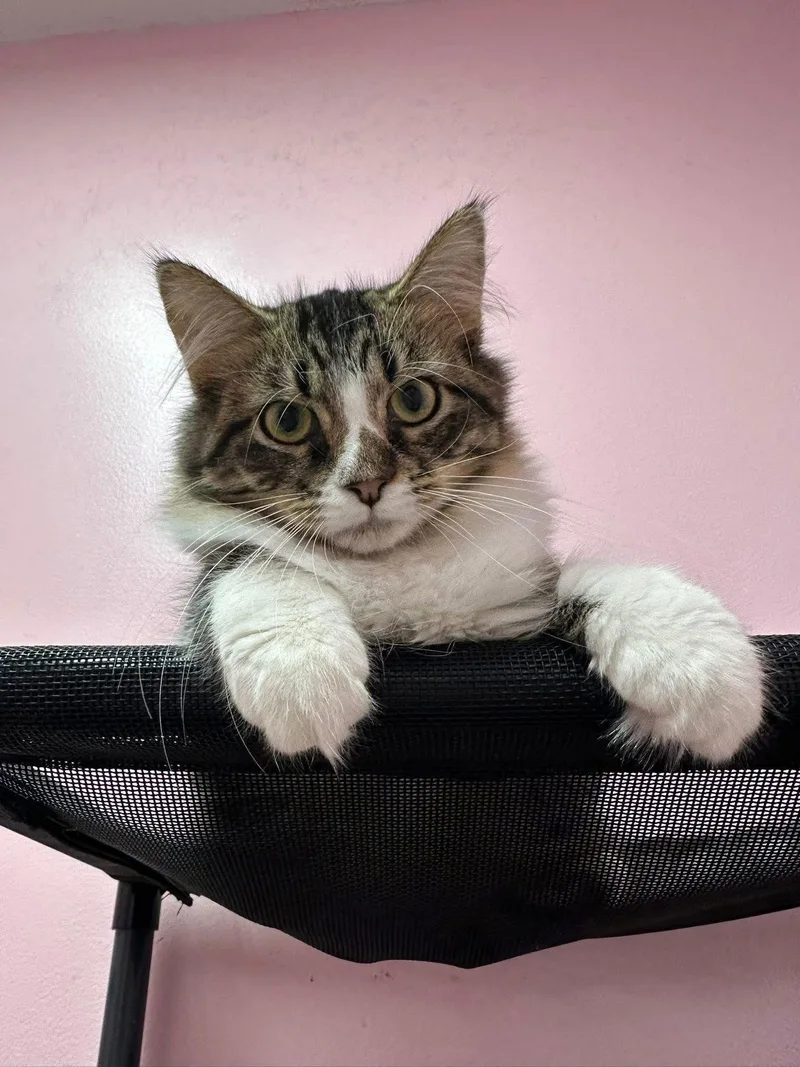 Hyacinth thumbnail 3