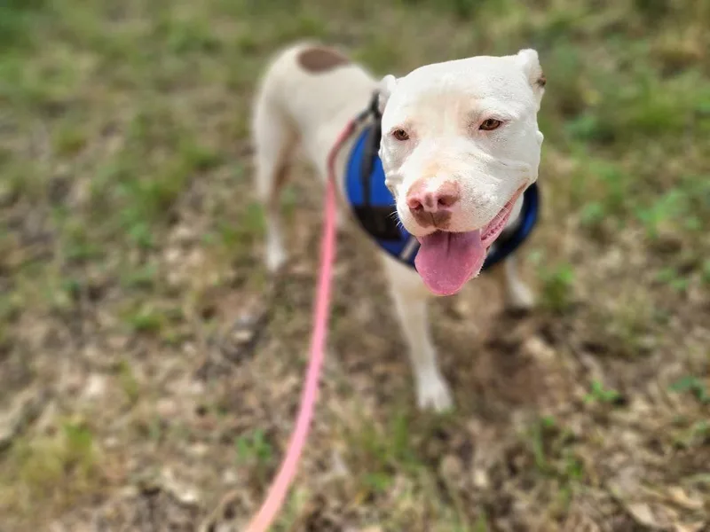 A young large-sized female Pit Bull Terrier dog named Ramona for adoption in Nacogdoches, TX