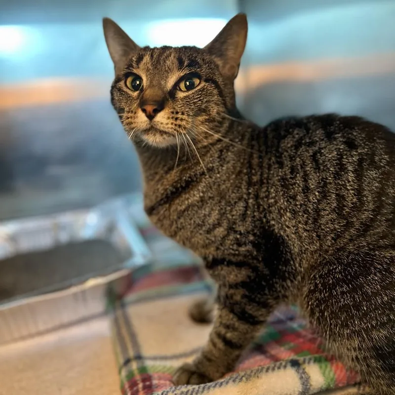 An adult medium-sized female Brown / Chocolate Domestic Short Hair cat named Nyla for adoption in Matteson, IL
