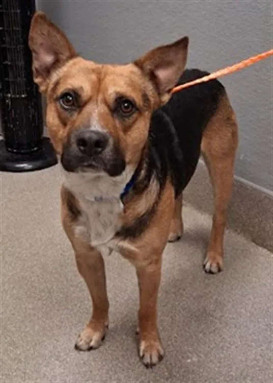 A young medium-sized male German Shepherd Dog dog named Grape Ape for adoption in Las Vegas, NV