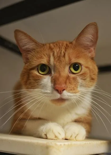 An adult large-sized male Domestic Short Hair cat named Bobo for adoption in Aiken, SC