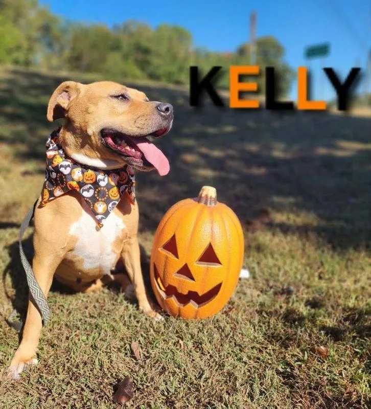 Kelly  Cchs thumbnail 3