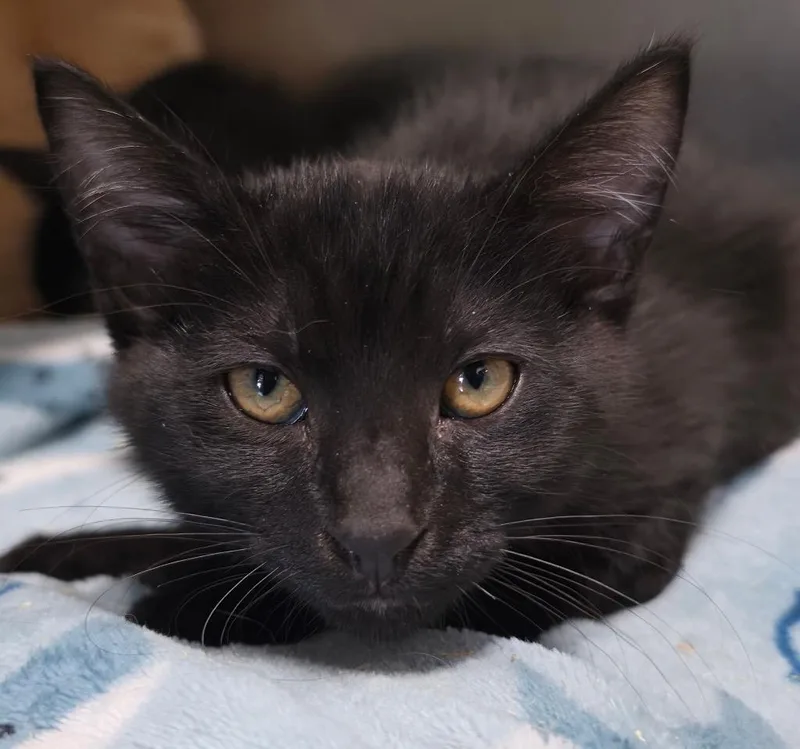 A baby medium-sized male Domestic Short Hair cat named Oggie for adoption in Fort Lupton, CO