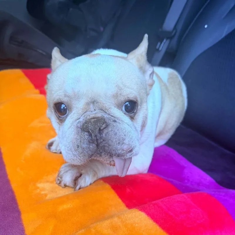 A senior small-sized female White / Cream French Bulldog dog named Chloe for adoption in CHANUTE, KS