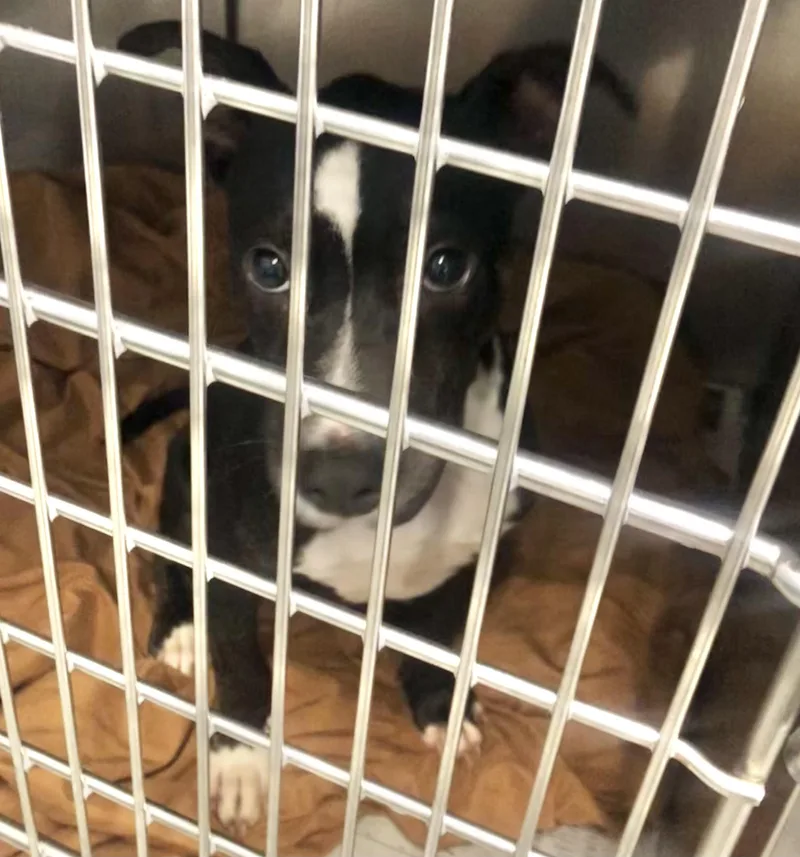 A baby medium-sized male Black Mixed Breed dog named Alvin for adoption in Parma, OH