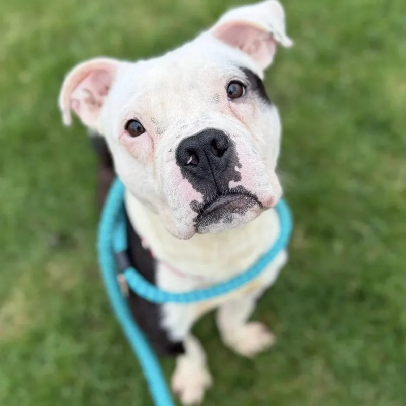 A young medium-sized male Terrier dog named Jj for adoption in North Syracuse, NY