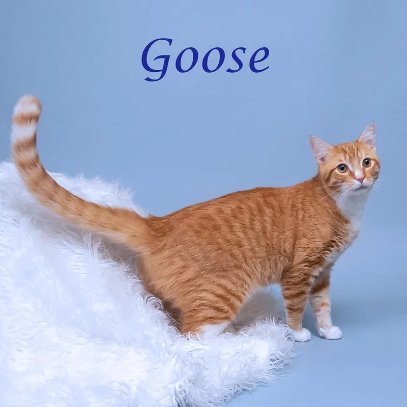 Goose C