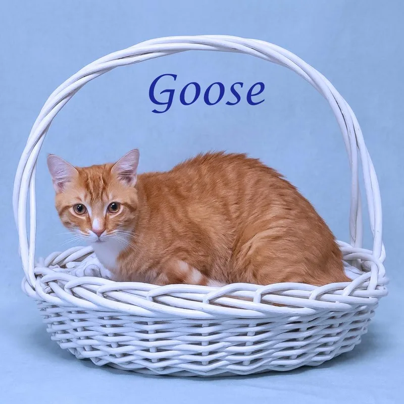 Goose C thumbnail 2