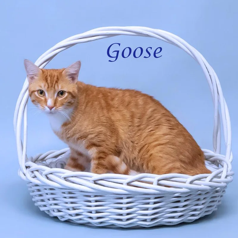 Goose C thumbnail 3