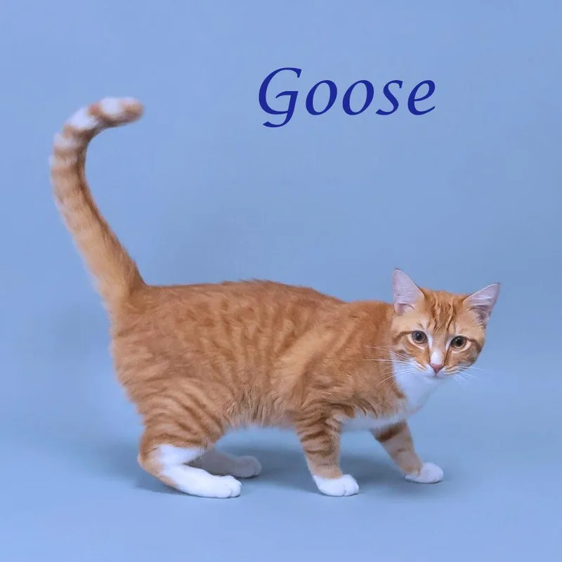 Goose C thumbnail 5