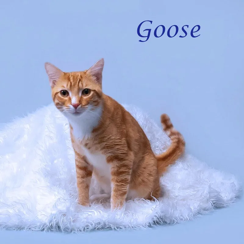 Goose C thumbnail 6
