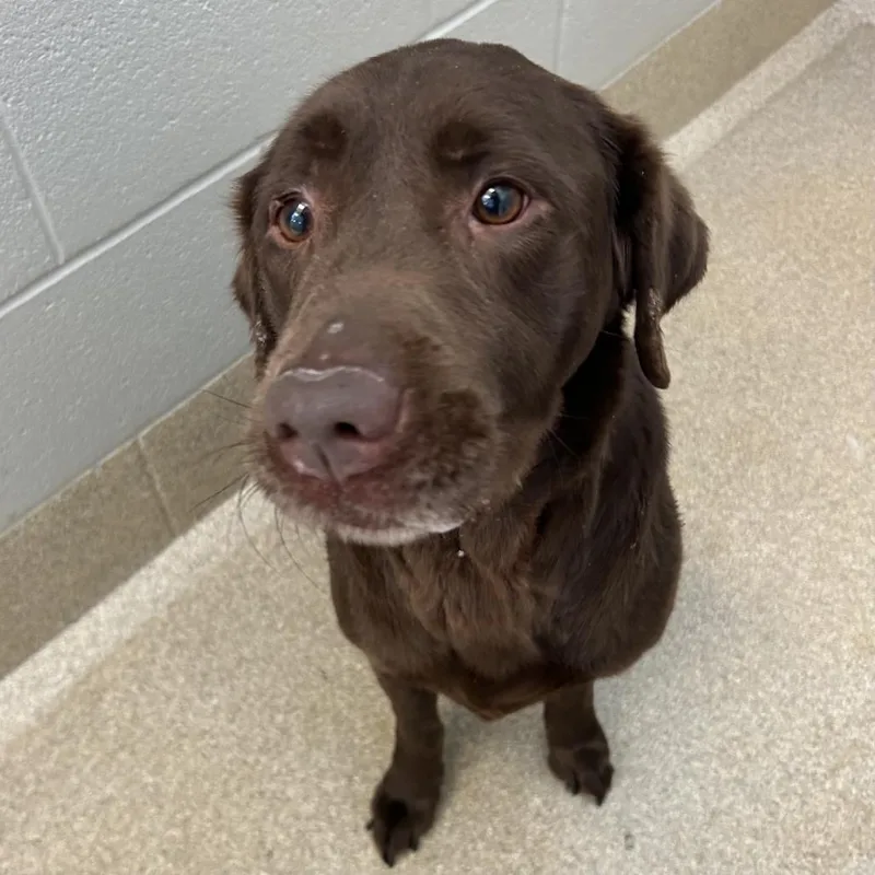 An adult medium-sized female Brown / Chocolate Chocolate Labrador Retriever dog named Tootsie for adoption in Bristol, IN