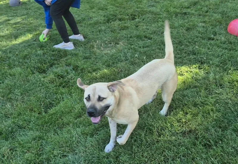 An adult large-sized female Yellow / Tan / Blond / Fawn Pit Bull Terrier dog named Anna May for adoption in Dayton, OH