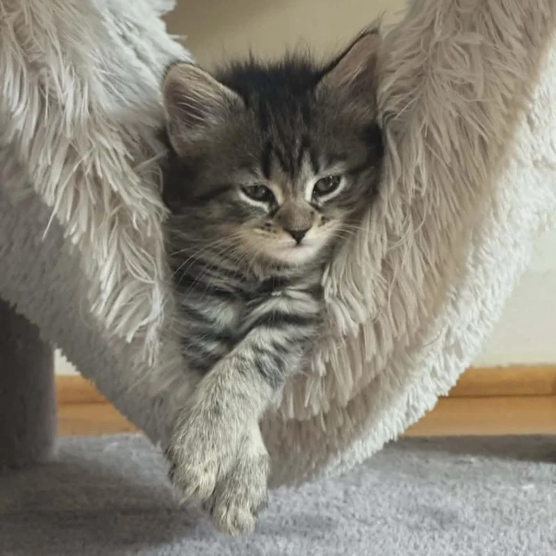 A baby small-sized male Brown / Chocolate Domestic Medium Hair cat named Fluffernutter for adoption in Reisterstown, MD