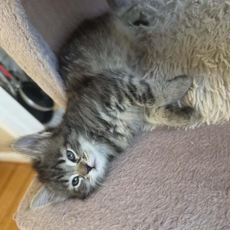 Fluffernutter thumbnail 2