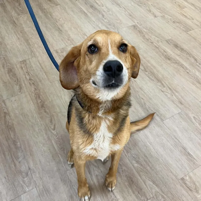 An adult medium-sized female Brown / Chocolate Hound dog named SVASStray for adoption in Lyndhurst, VA