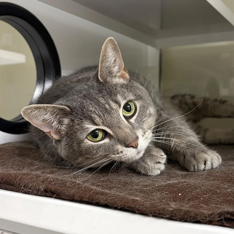An adult large-sized female Domestic Short Hair cat named Minnie for adoption in Saint Paul, MN