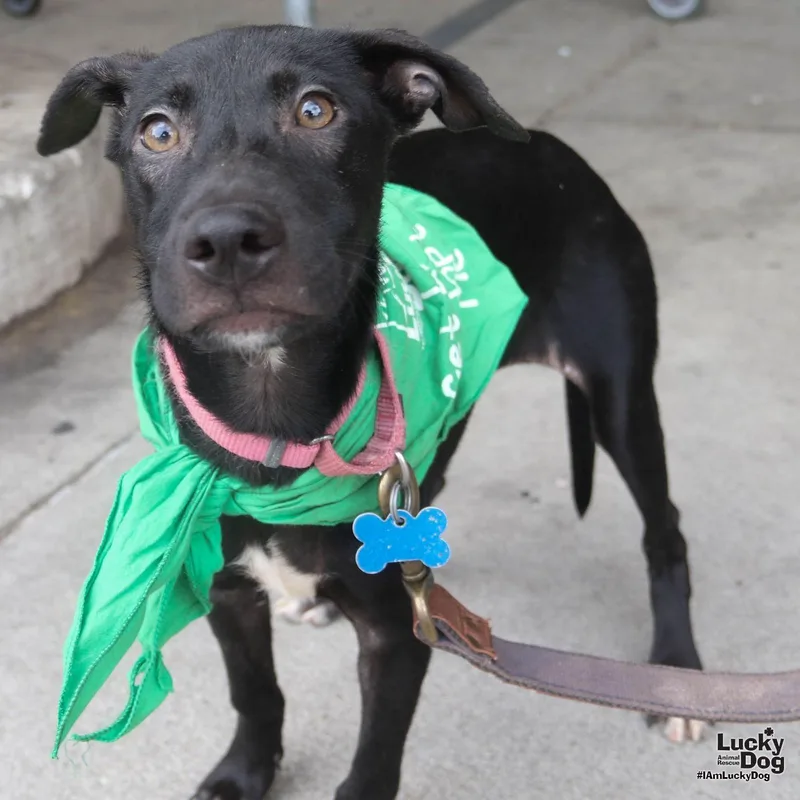 A baby medium-sized female Labrador Retriever dog named Dolly for adoption in Washington, DC