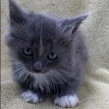 A baby small-sized male Gray / Blue / Silver Domestic Medium Hair cat named Stiles for adoption in Wappingers Falls, NY