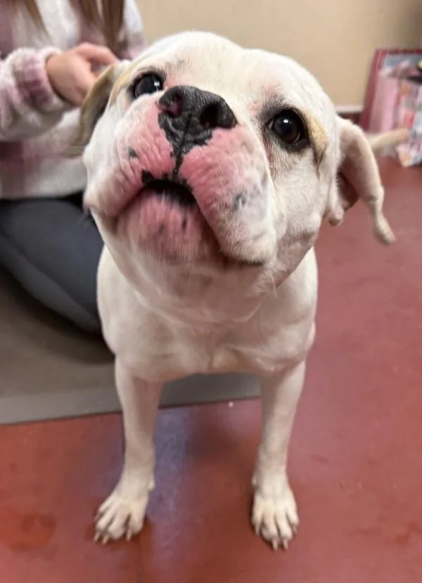 An adult medium-sized male American Bully dog named Clyde for adoption in Salisbury, MD