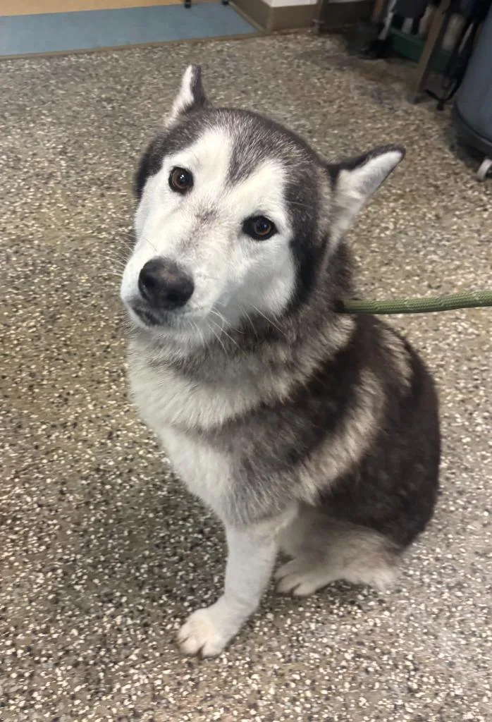 A senior large-sized male Husky dog named Dez for adoption in Little Elm, TX