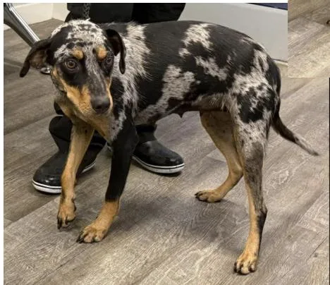 A young small-sized female Gray / Blue / Silver Catahoula Leopard Dog dog named Spice for adoption in Greenbelt, MD