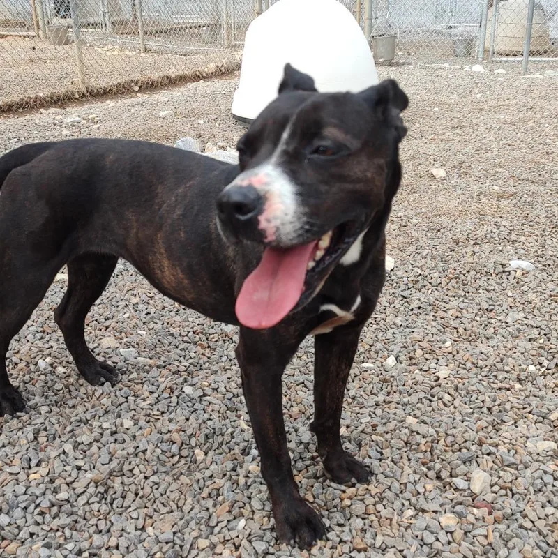 An adult medium-sized female Brindle Terrier dog named Loca for adoption in Marble, NC