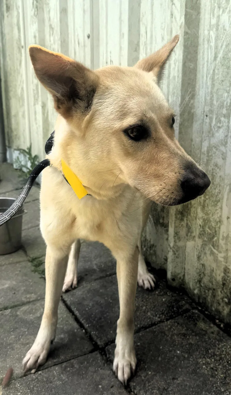 An adult large-sized female Shepherd dog named Bella for adoption in Houston, TX