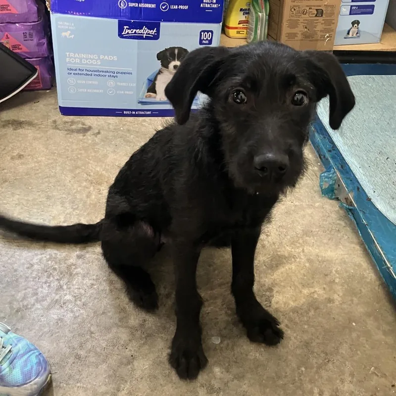 A young medium-sized male Black Schnauzer dog named Obsidian for adoption in Louisville, KY