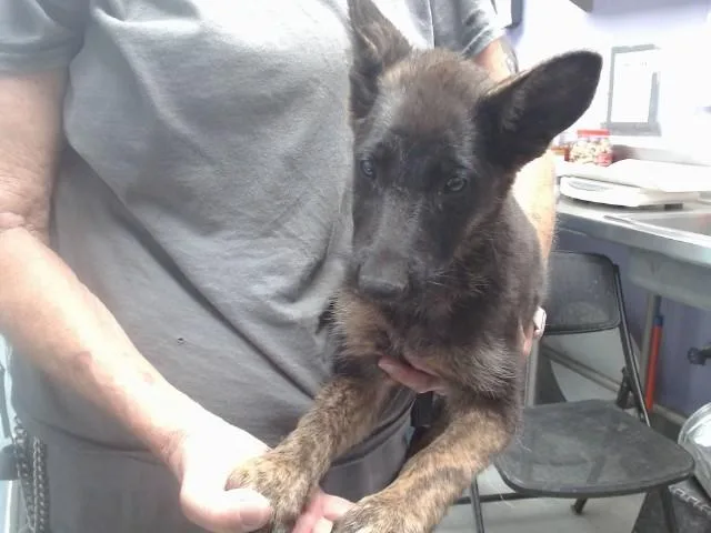 A baby small-sized female German Shepherd Dog dog named Portobello for adoption in Albuquerque, NM