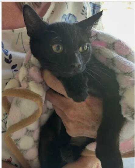 A baby small-sized female Black Domestic Short Hair cat named Circe for adoption in La Jolla, CA