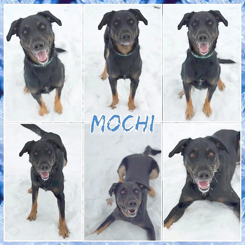 Mochi thumbnail 2