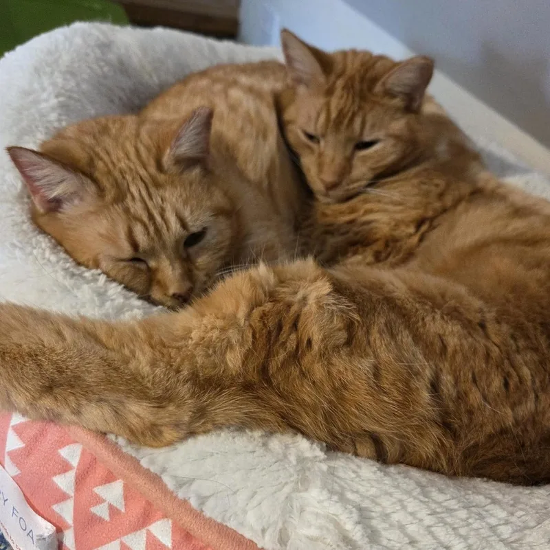 Butterscotchand Mama Bonded Pair thumbnail 2