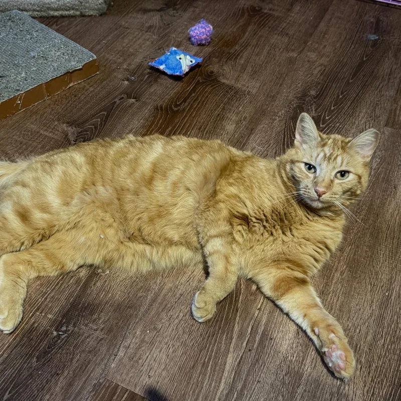 Butterscotchand Mama Bonded Pair thumbnail 3