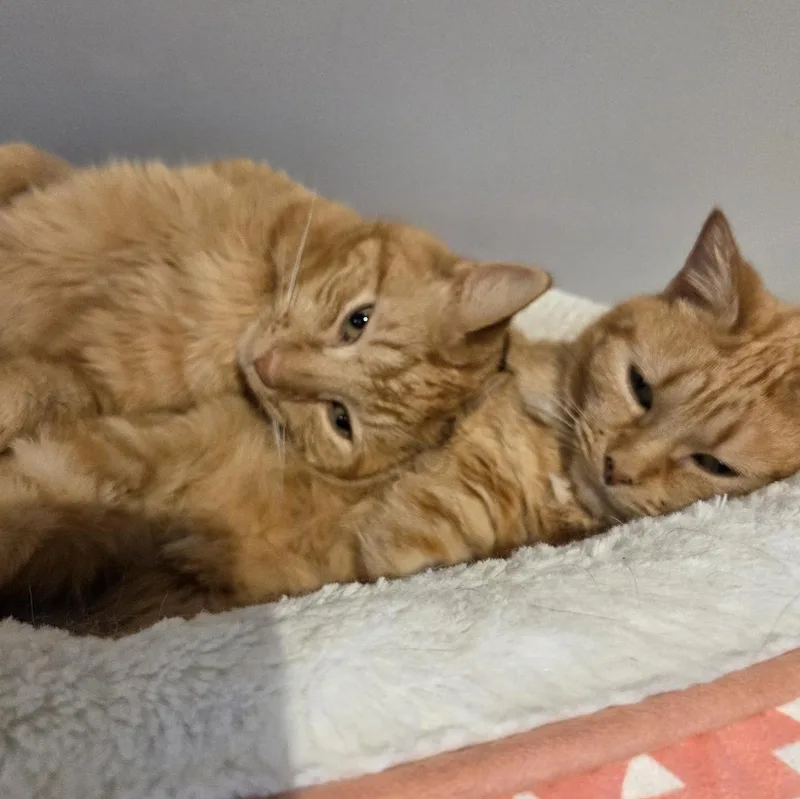 Butterscotchand Mama Bonded Pair thumbnail 4