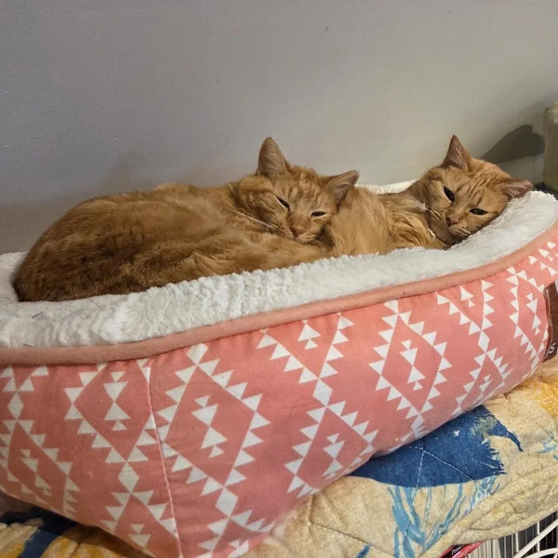 Butterscotchand Mama Bonded Pair