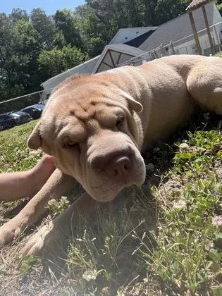 An adult medium-sized female Shar-Pei dog named Cloe for adoption in West Chester, PA