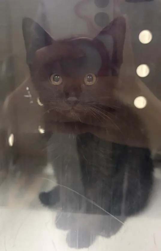 A baby small-sized male Domestic Medium Hair cat named Star for adoption in Greenfield, IN