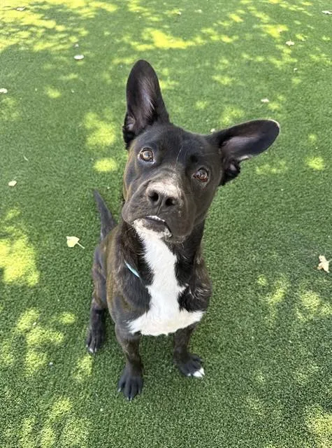An adult large-sized male Pit Bull Terrier dog named Trout for adoption in Castaic, CA