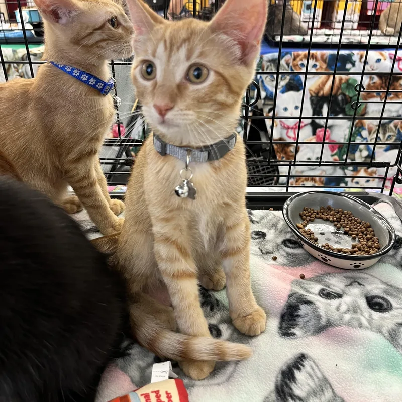A baby medium-sized male Tabby (Orange / Red) Domestic Short Hair cat named Shane M. for adoption in Sacramento, CA