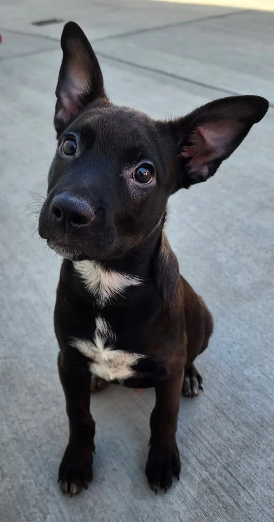 Skeeter Jettings thumbnail 2