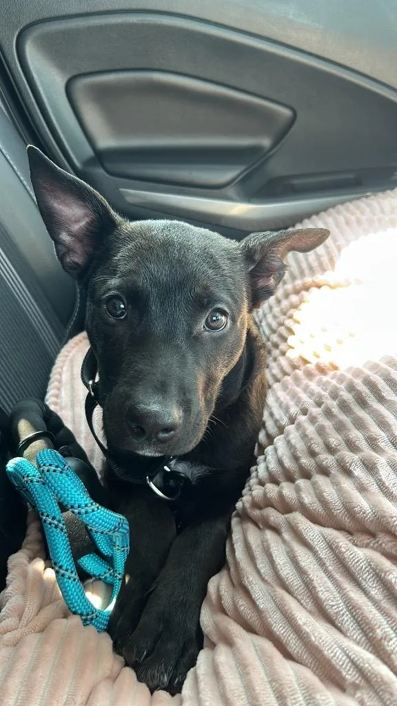 Skeeter Jettings thumbnail 3