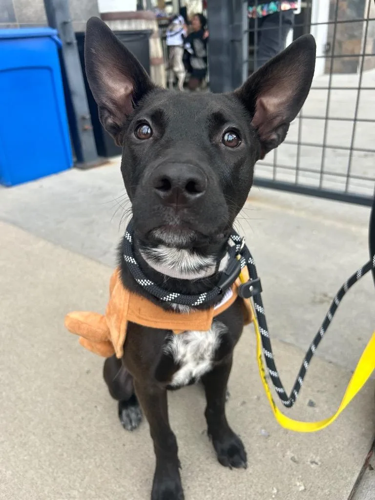 Skeeter Jettings thumbnail 4