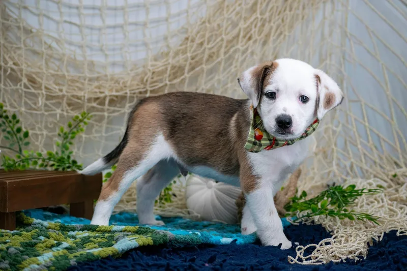 A baby small-sized male Brown / Chocolate Hound dog named Catfish for adoption in Sevierville, TN