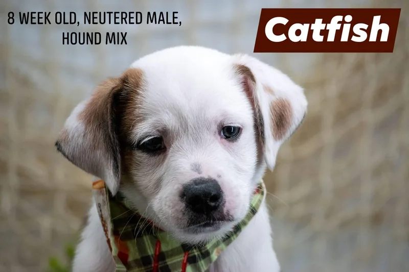 Catfish thumbnail 3